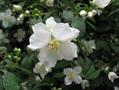 Lewis' mock-orange